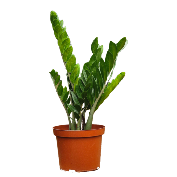 ZZ low maintenance house plant