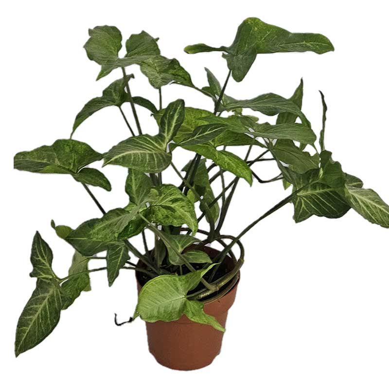 versatile low maintenance house plants