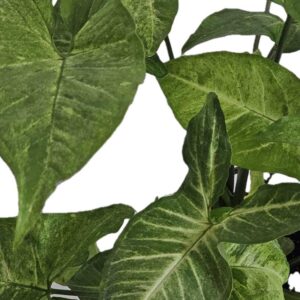 versatile low maintenance indoor plants