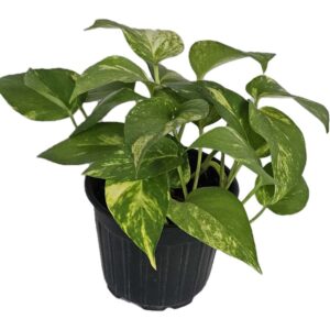 Golden pothos