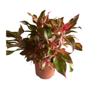 Aglaonema siam aroura