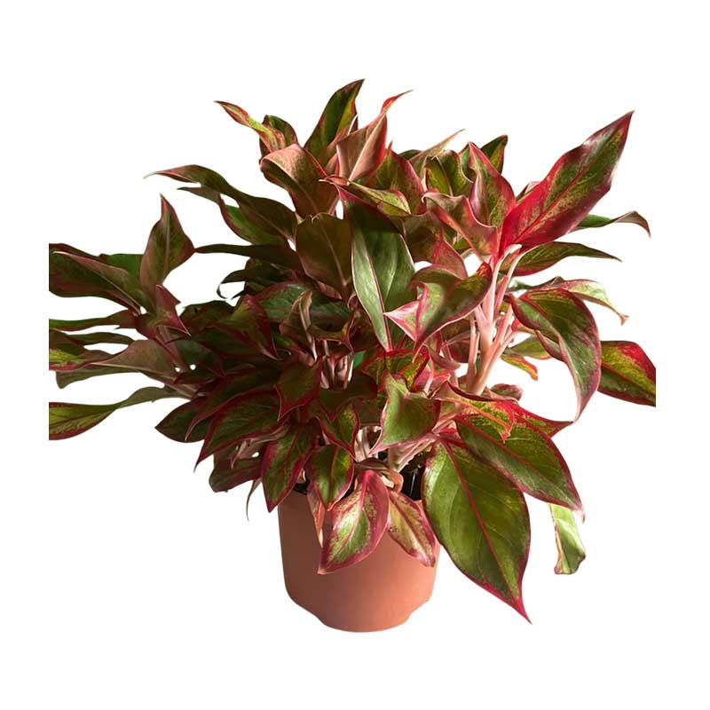 Aglaonema siam aroura
