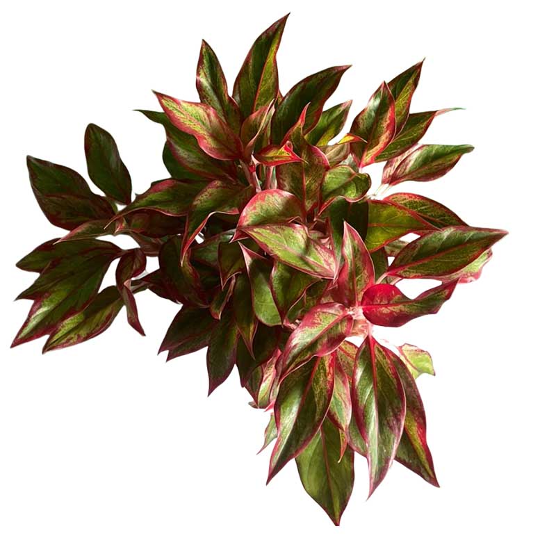 Aglaonema siam aroura