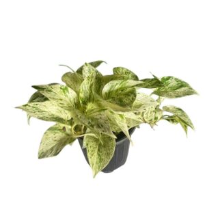 Marble Queen pothos