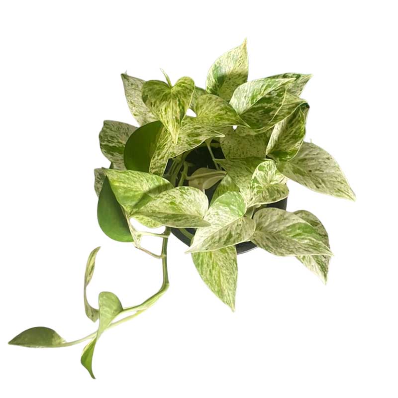 Marble Queen Pothos