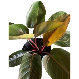 Red beauty2 Red beauty