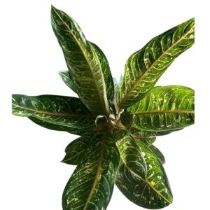 aglaonema pink 2 Aglaonema dona carmen