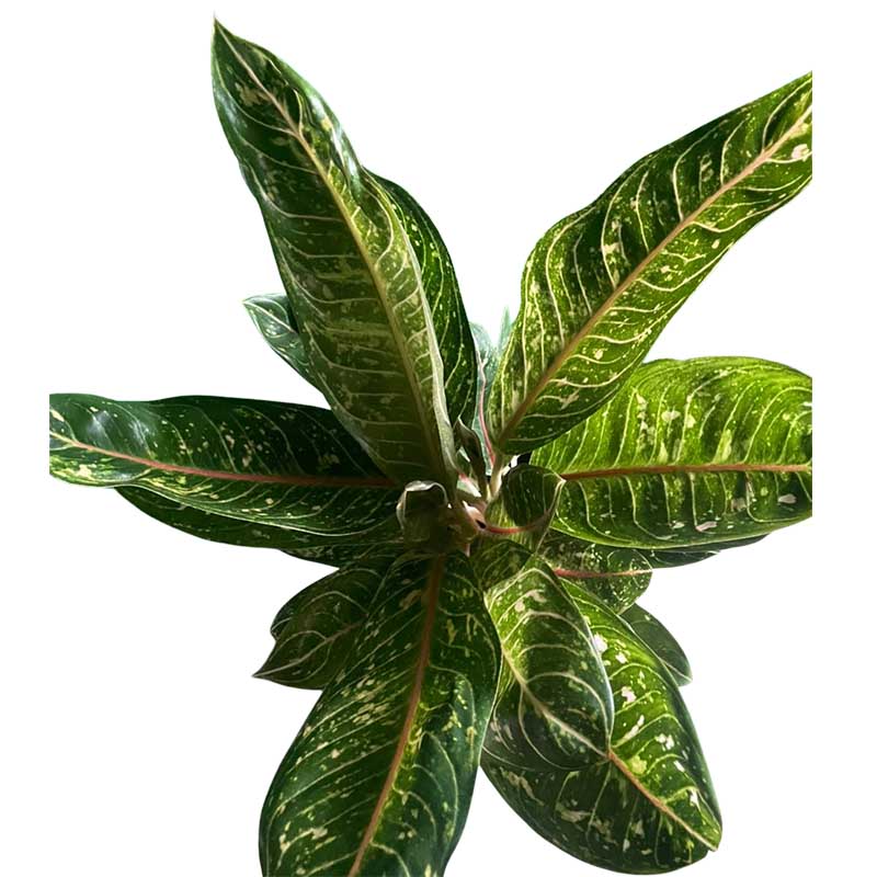 Aglaonema dona carmen