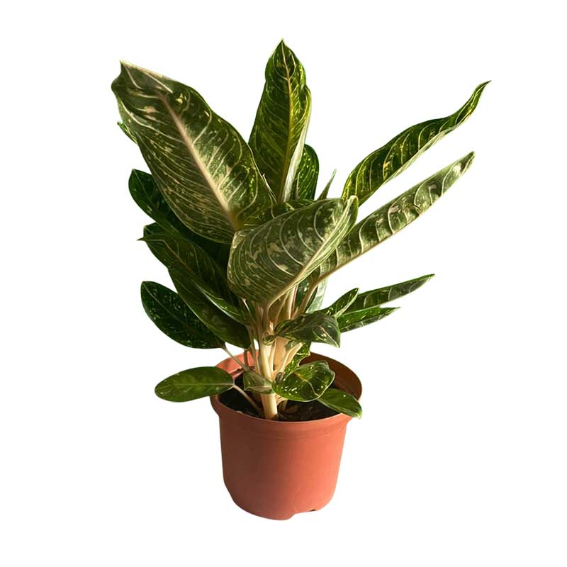 Aglaonema Dona carmen