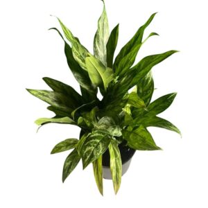 Aglaonema maria