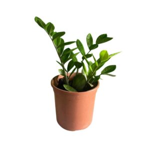 ZZ plant- small size